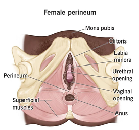 Medical anatomy diagram of perineum