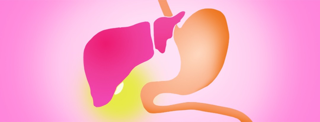 A liver and stomach are side by side, with a gallbladder highlighted between them.